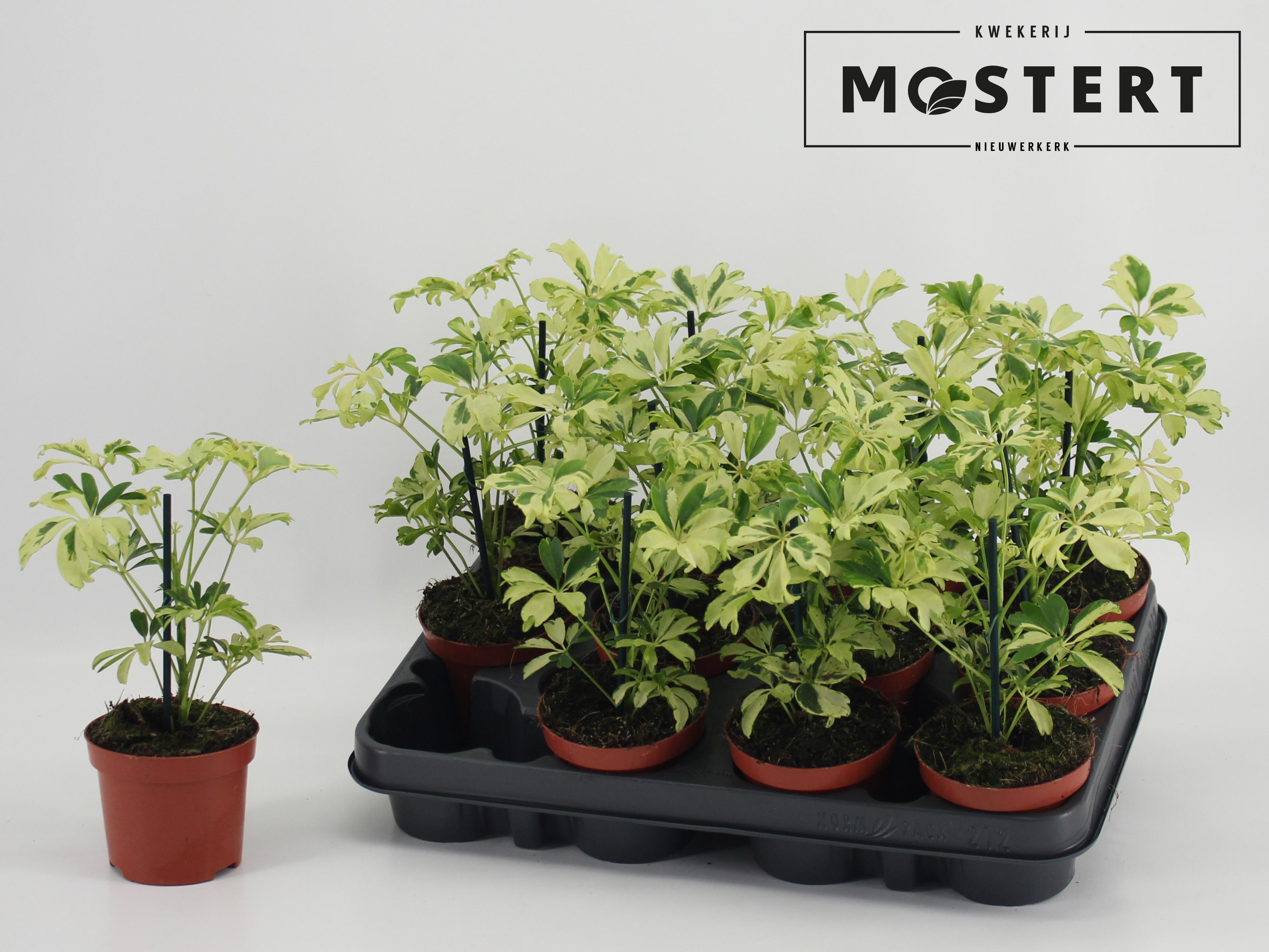 Горшечные цветы и растения оптом Schef Ar Janine от 12шт (для телеги) из Голландии с доставкой по России