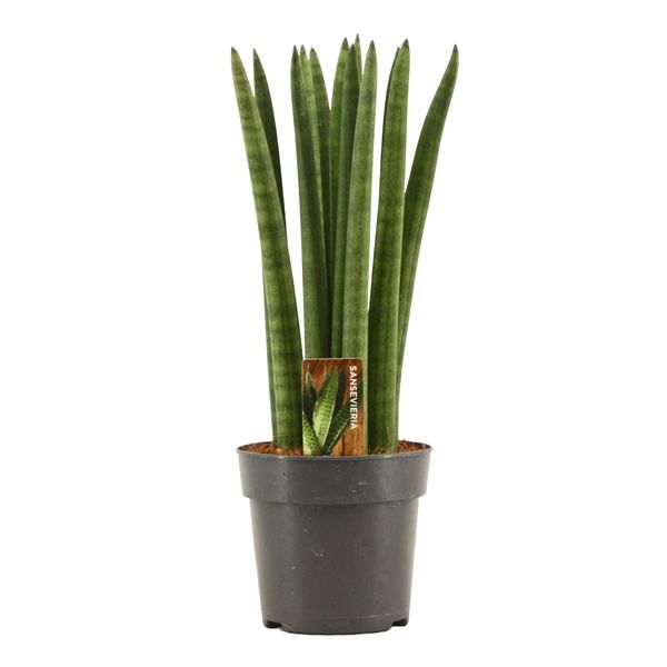 Горшечные цветы и растения оптом Sansevieria Cylindrica Straight от 10шт из Голландии с доставкой по России