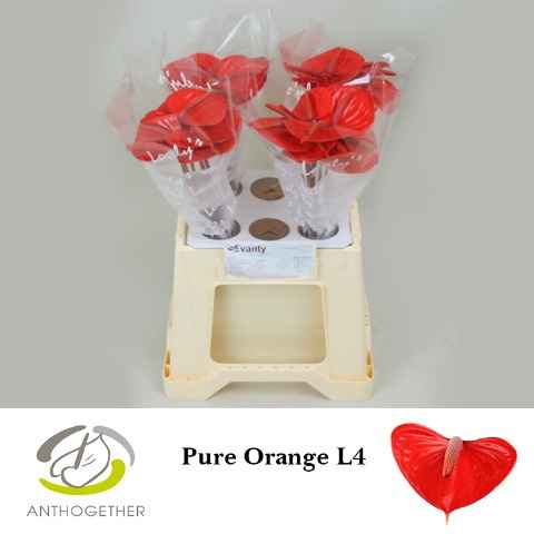 Срезанные цветы оптом Anthurium pure orange от 40шт из Голландии с доставкой по России