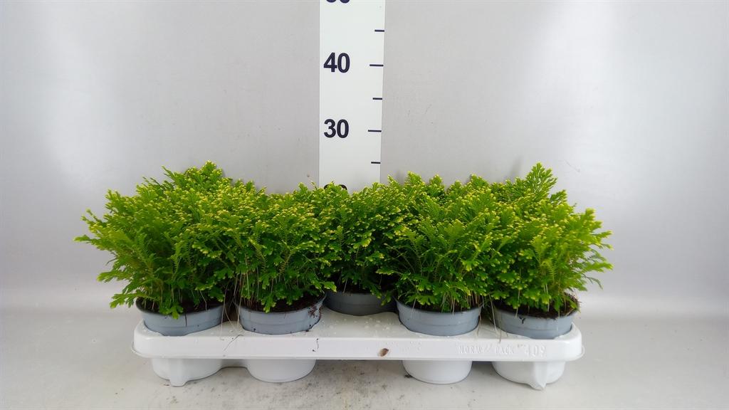 Горшечные цветы и растения оптом Selaginella Martensii jori от 9шт из Голландии с доставкой по России