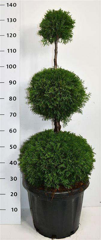 Горшечные цветы и растения оптом Thuja Occ Smaragd Trio Ball от 1шт из Голландии с доставкой по России
