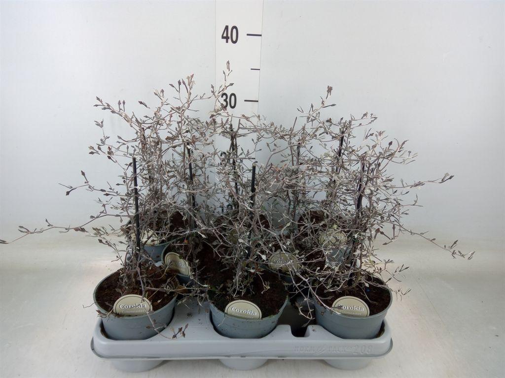 Горшечные цветы и растения оптом Corokia Cotoneaster от 8шт из Голландии с доставкой по России