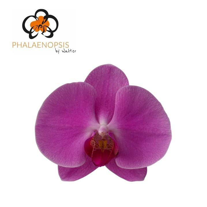 Срезанные цветы оптом Phalaenopsis happy valentina (per stem) от 12шт из Голландии с доставкой по России