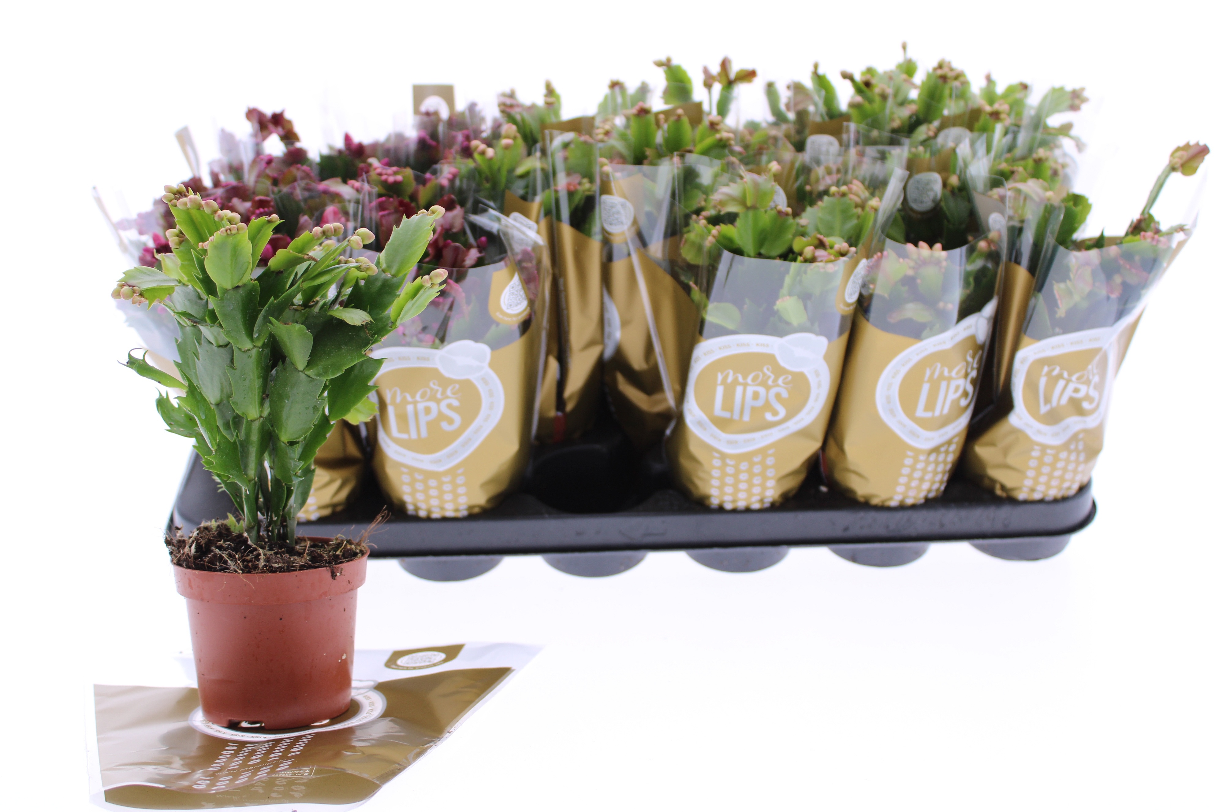 Горшечные цветы и растения оптом Schlumb Ov от 18шт (для телеги) из Голландии с доставкой по России