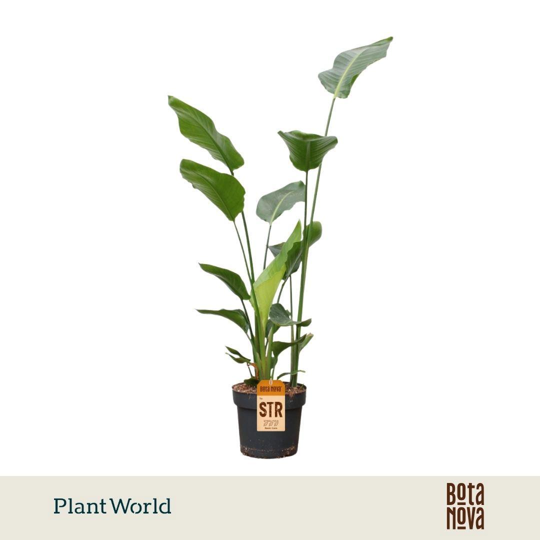 Горшечные цветы и растения оптом Strelitzia Nicolai 3pp 140-160cm от 1шт из Голландии с доставкой по России