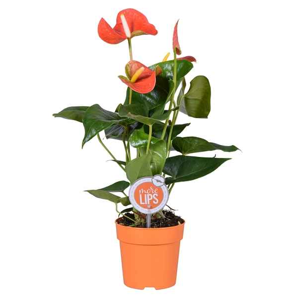 Горшечные цветы и растения оптом Anth An Orange Champion 4+ (morelips) от 10шт из Голландии с доставкой по России