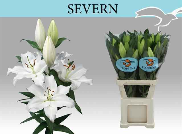 Срезанные цветы оптом Lilium or severn от 30шт из Голландии с доставкой по России