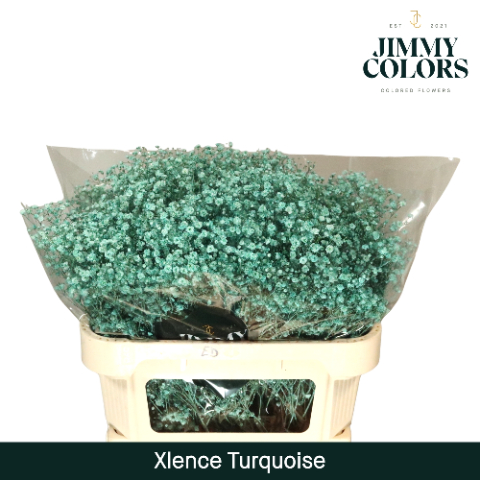 Срезанные цветы оптом Gyps large paint turqoise от 75шт из Голландии с доставкой по России