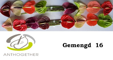 Срезанные цветы оптом Anthurium mix in box от 24шт.. из Голландии с доставкой по России