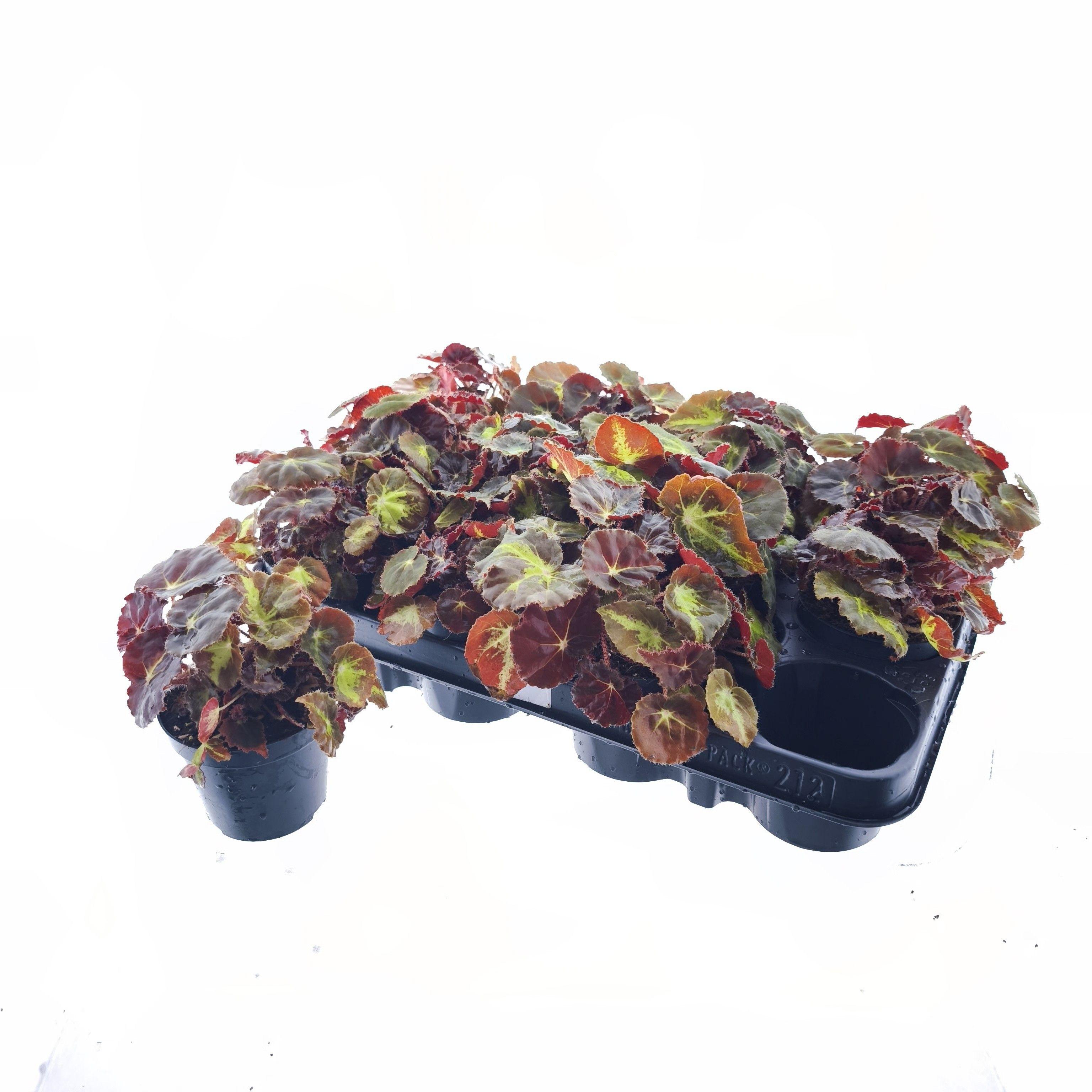 Горшечные цветы и растения оптом Beg M C Montuno от 12шт (для телеги) из Голландии с доставкой по России