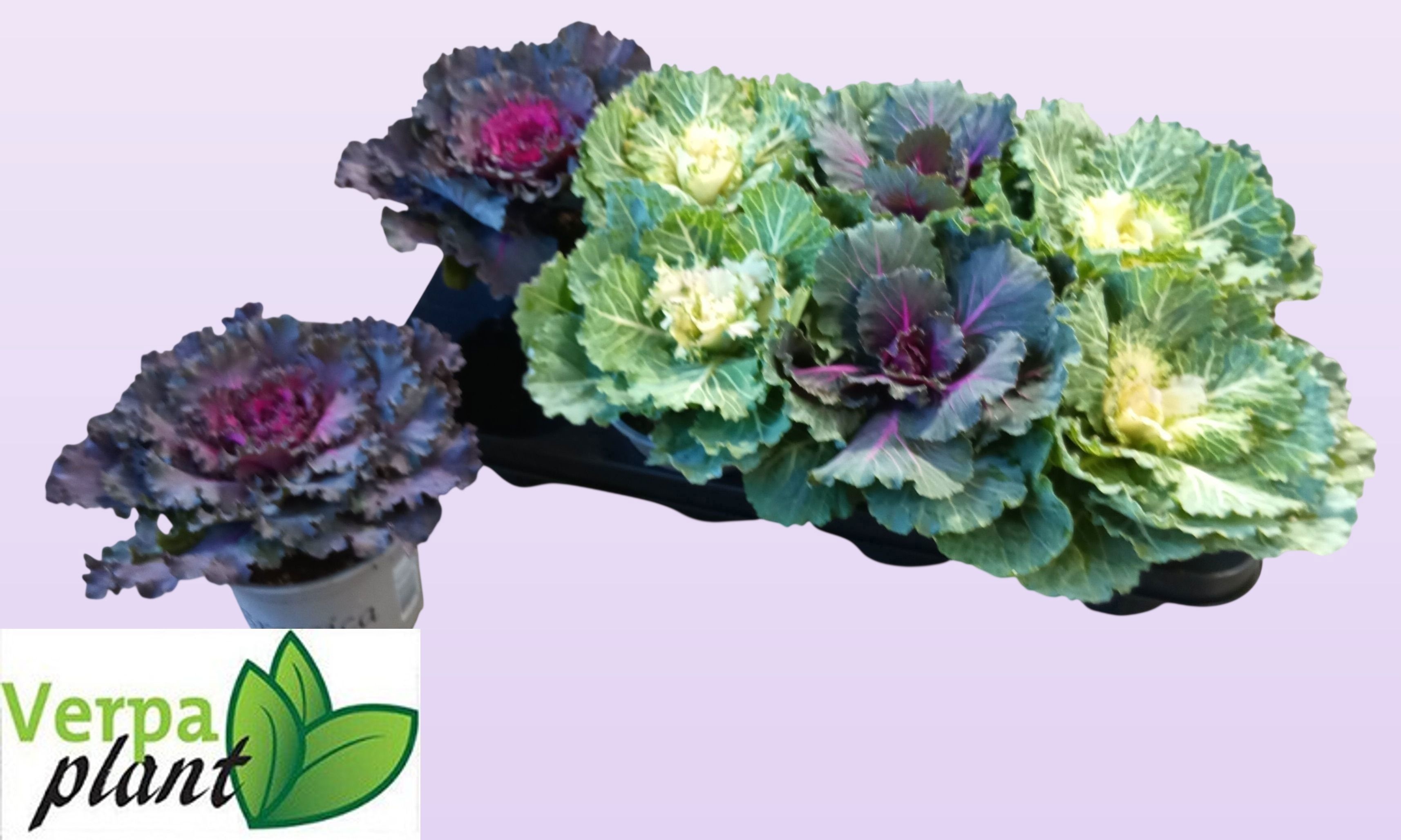 Горшечные цветы и растения оптом Brassica (sierkool) от 8шт из Голландии с доставкой по России