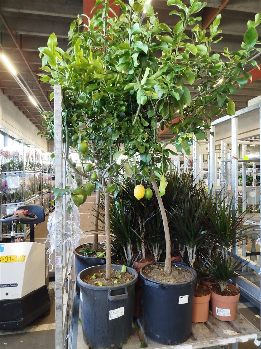 Горшечные цветы и растения оптом Citrus Lemon On Stem от 1шт (для телеги) из Голландии с доставкой по России