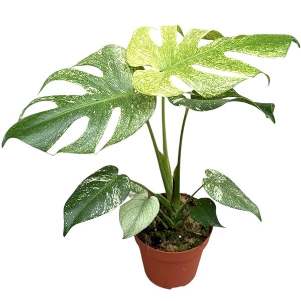 Горшечные цветы и растения оптом Monstera Mint  White Monster от 1шт из Голландии с доставкой по России