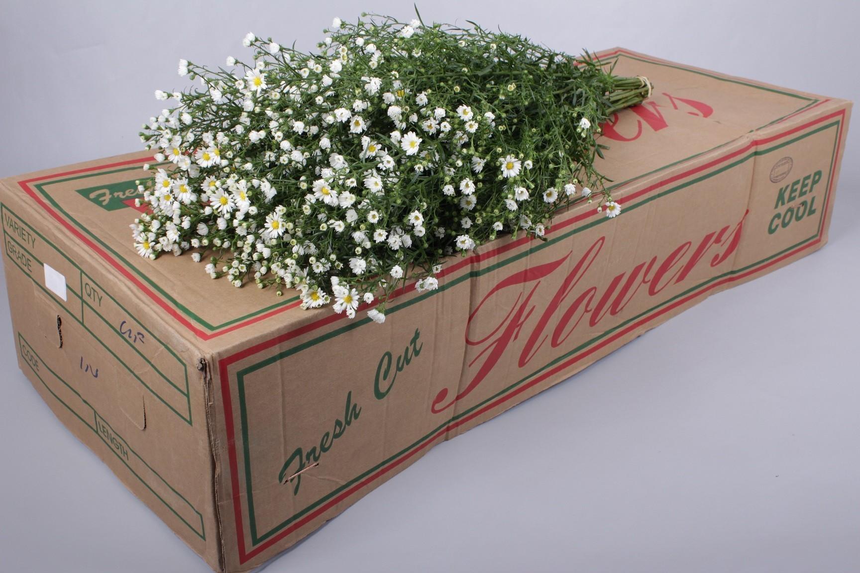 Срезанные цветы оптом Aster paquita от 125шт из Голландии с доставкой по России