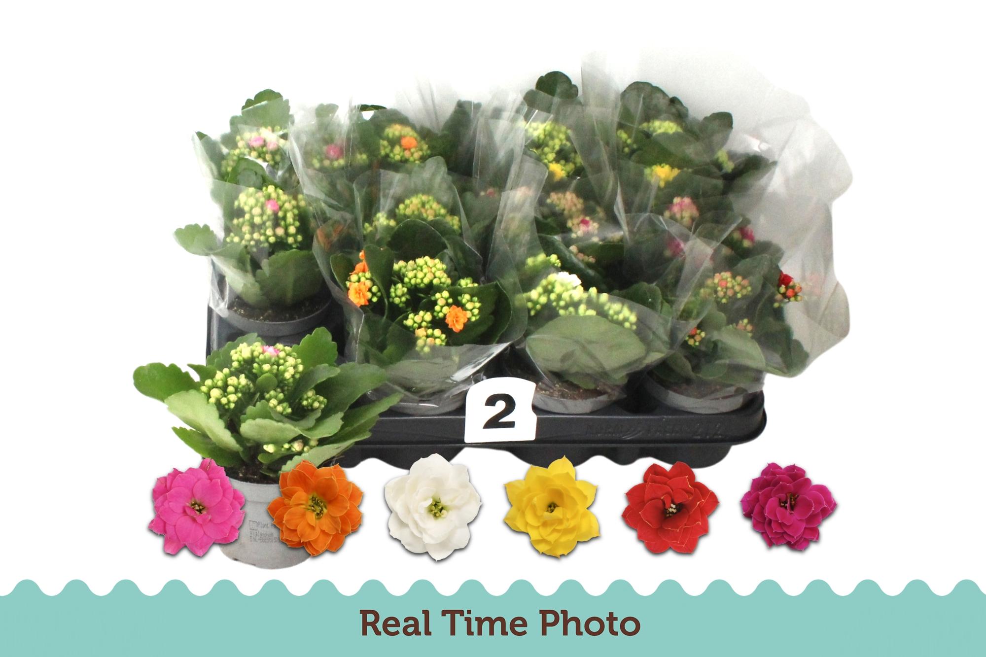 Горшечные цветы и растения оптом Kal Ge Gem 6 Kl от 12шт (для телеги) из Голландии с доставкой по России