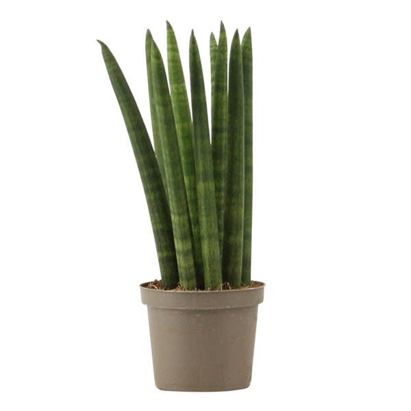 Горшечные цветы и растения оптом Sansevieria Cylindrica Straight от 18шт из Голландии с доставкой по России