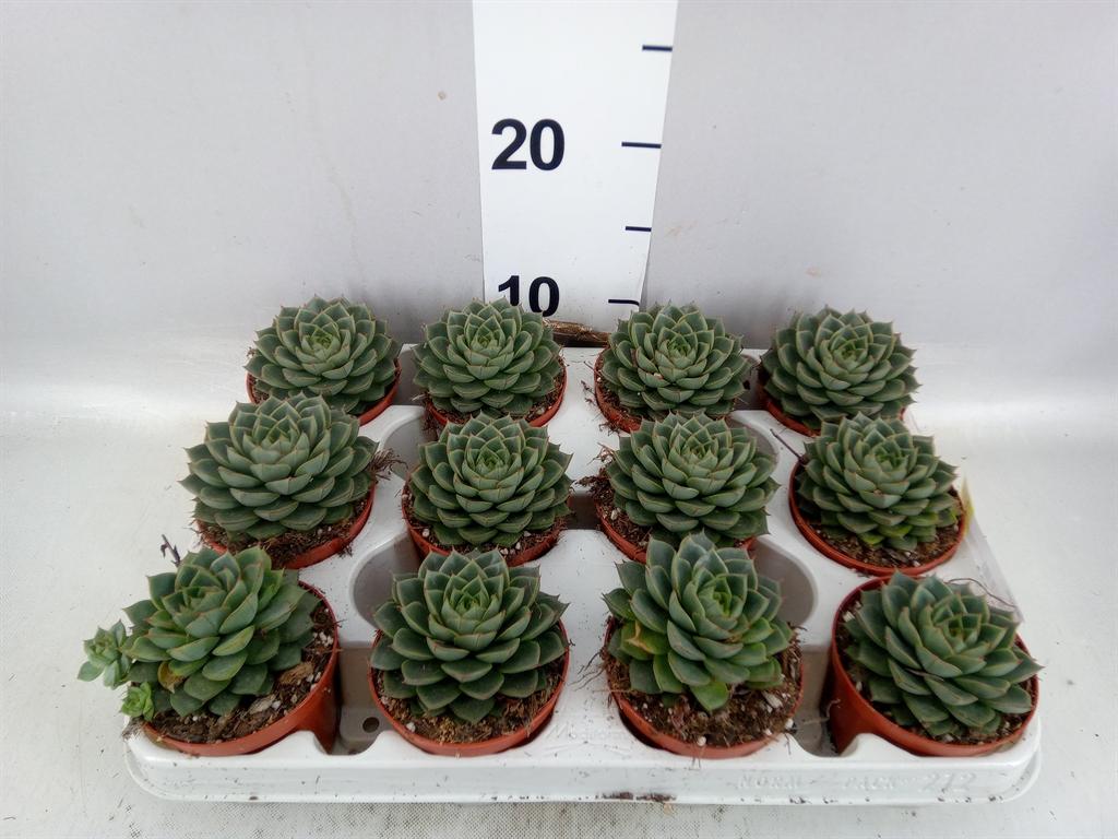 Горшечные цветы и растения оптом Echeveria ... A от 12шт (для телеги) из Голландии с доставкой по России