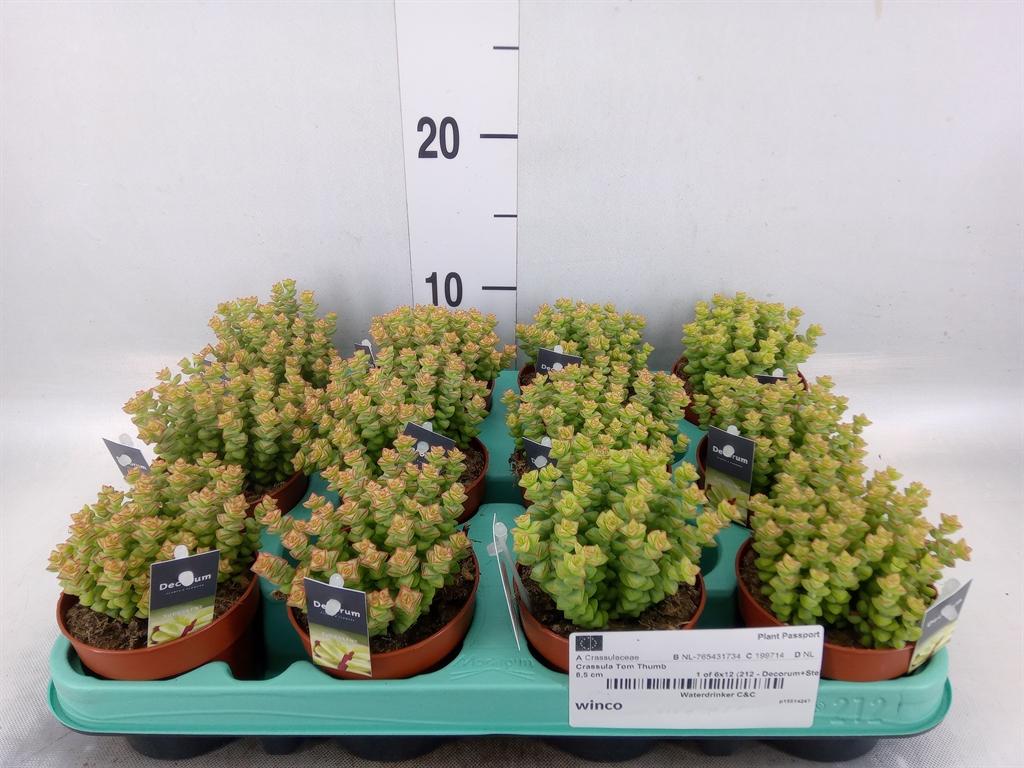 Горшечные цветы и растения оптом Crassula   ... от 12шт (для телеги) из Голландии с доставкой по России