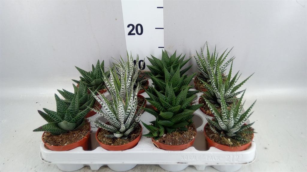 Горшечные цветы и растения оптом Haworthia ...mix от 12шт (для телеги) из Голландии с доставкой по России