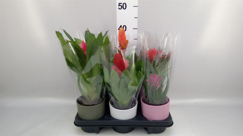 Горшечные цветы и растения оптом Bromelia ...mix A от 6шт из Голландии с доставкой по России