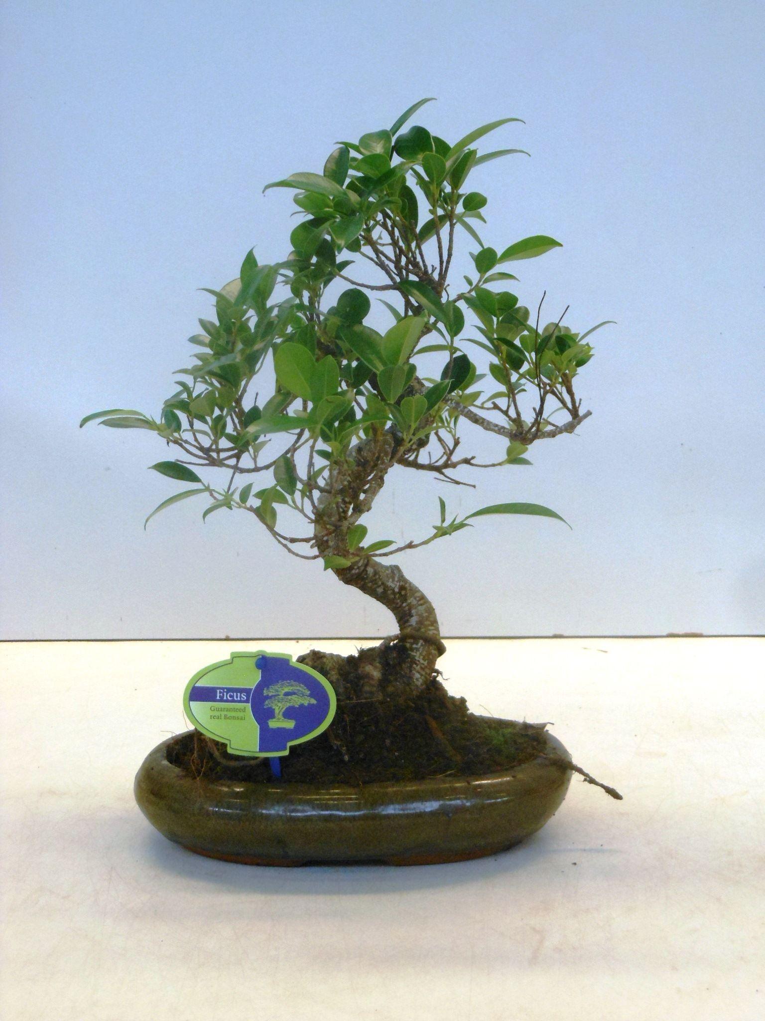 Горшечные цветы и растения оптом Bonsai Ficus Retusa S-shape Without Drip Tray от 4шт из Голландии с доставкой по России