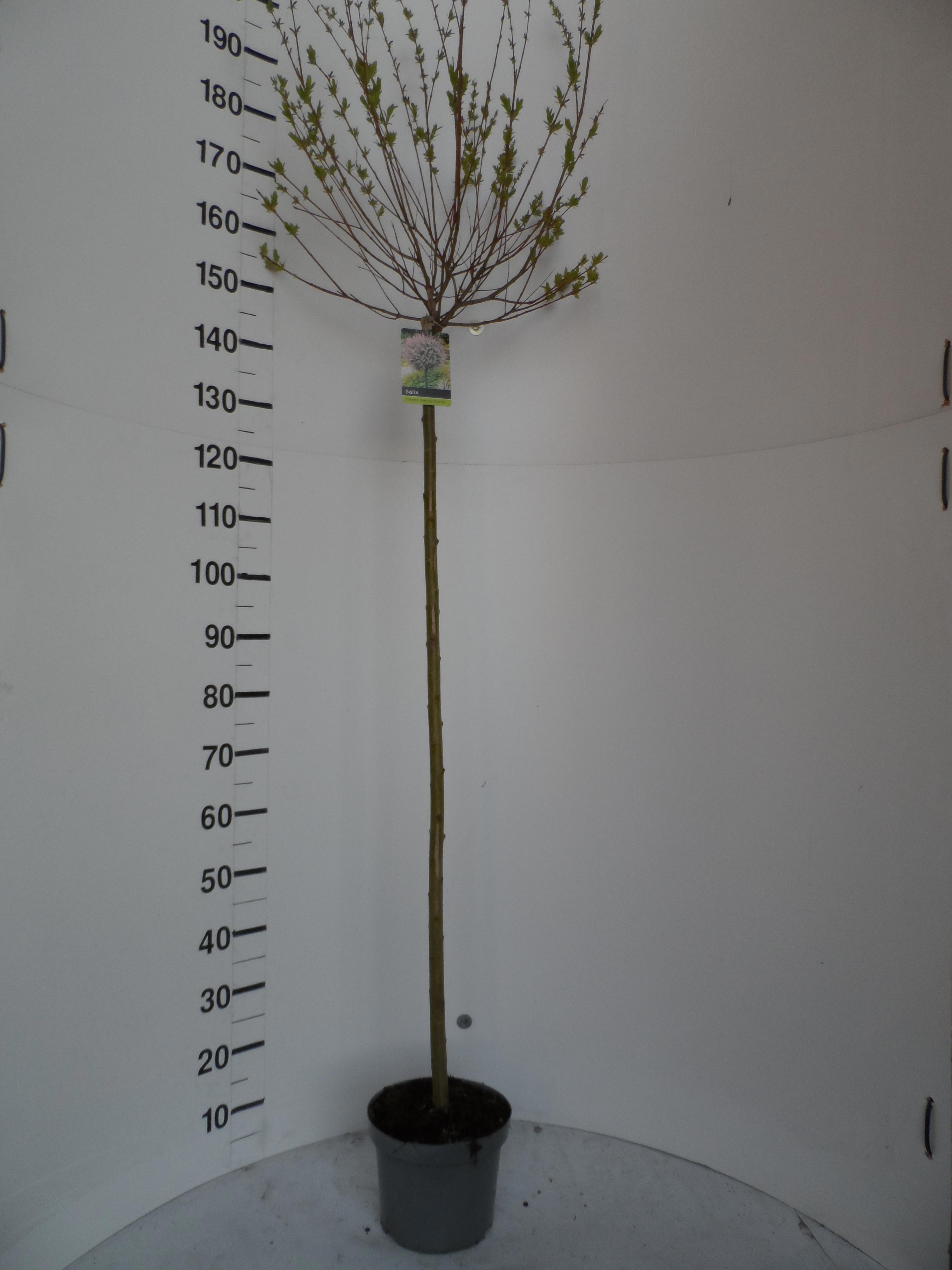 Горшечные цветы и растения оптом Salix In Hakuro Nish от 1шт из Голландии с доставкой по России