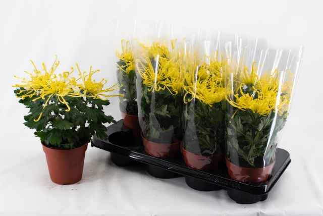 Горшечные цветы и растения оптом Chrys Firewo Yellow от 8шт из Голландии с доставкой по России