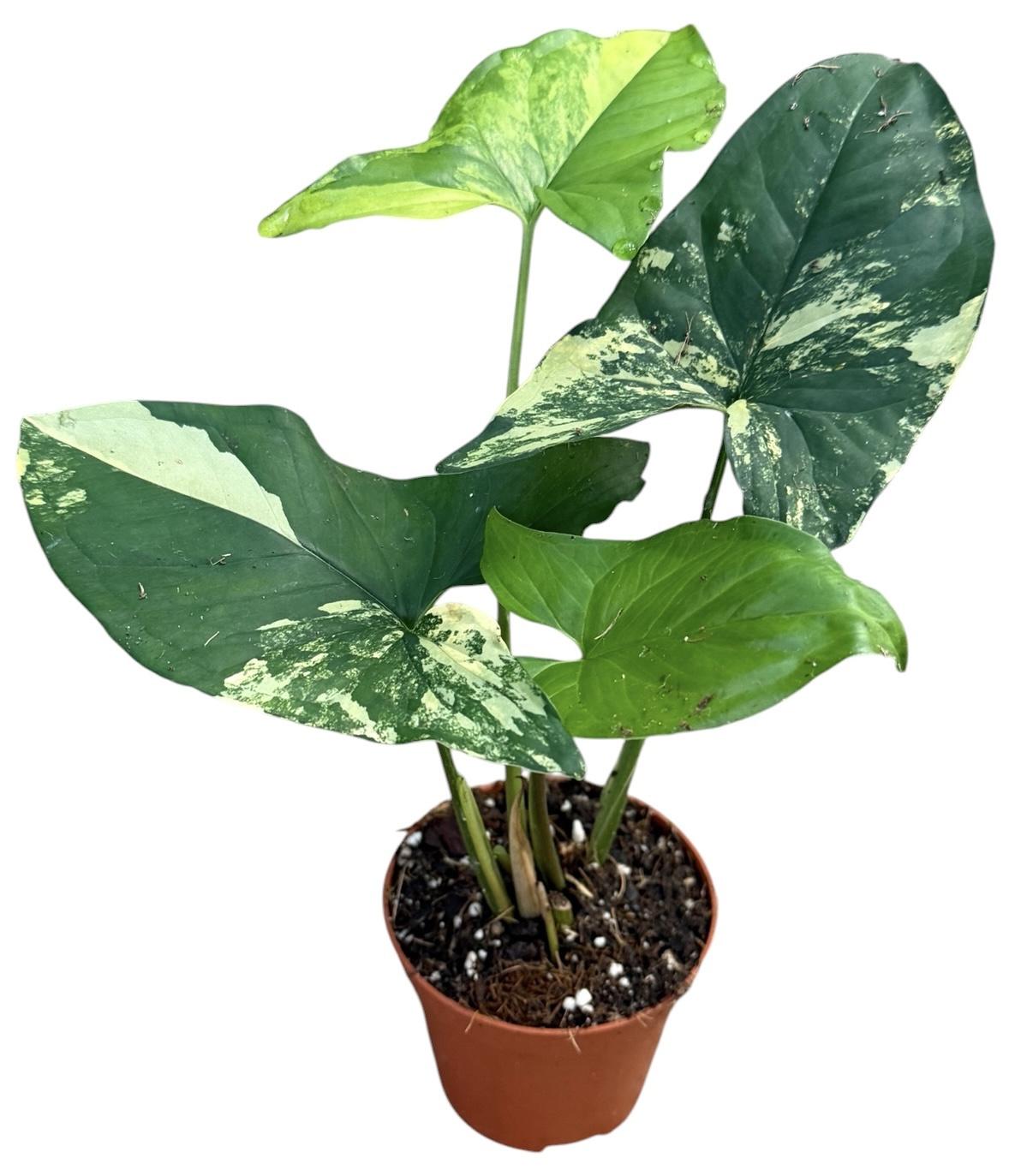 Горшечные цветы и растения оптом Syngonium Aurea от 1шт (для телеги) из Голландии с доставкой по России