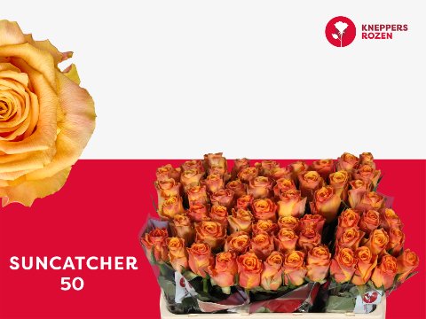 Срезанные цветы оптом Rosa large suncatcher от 60шт из Голландии с доставкой по России