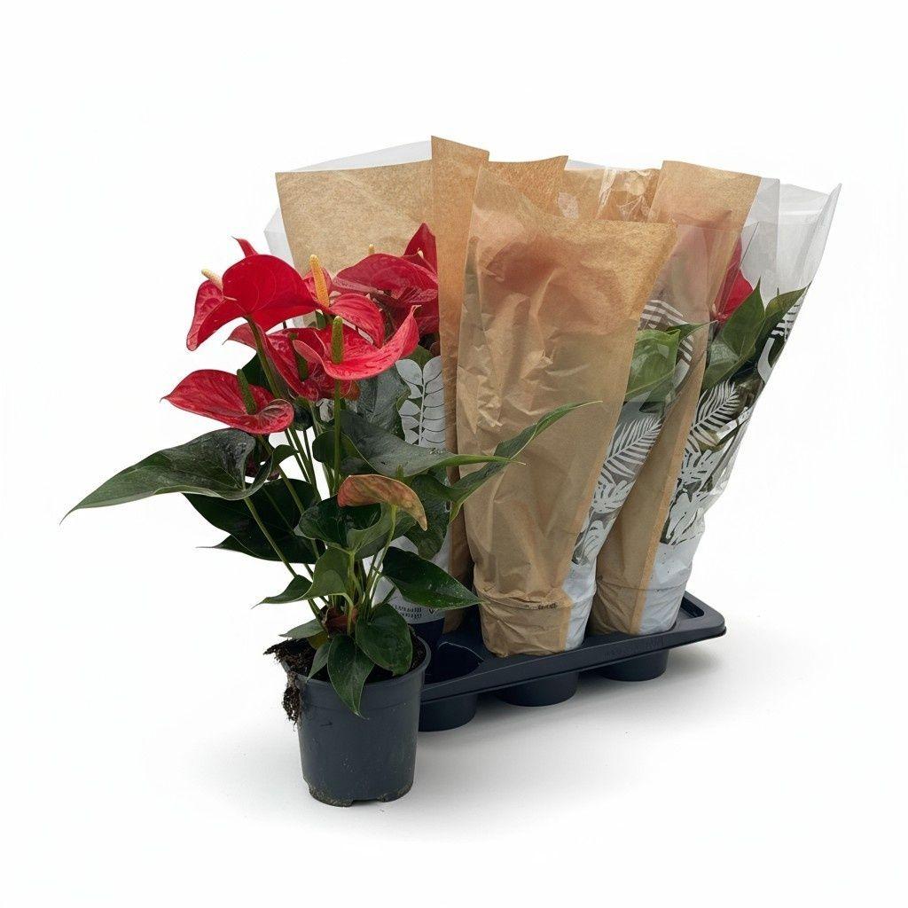 Горшечные цветы и растения оптом Anthu An Michigan от 6шт из Голландии с доставкой по России