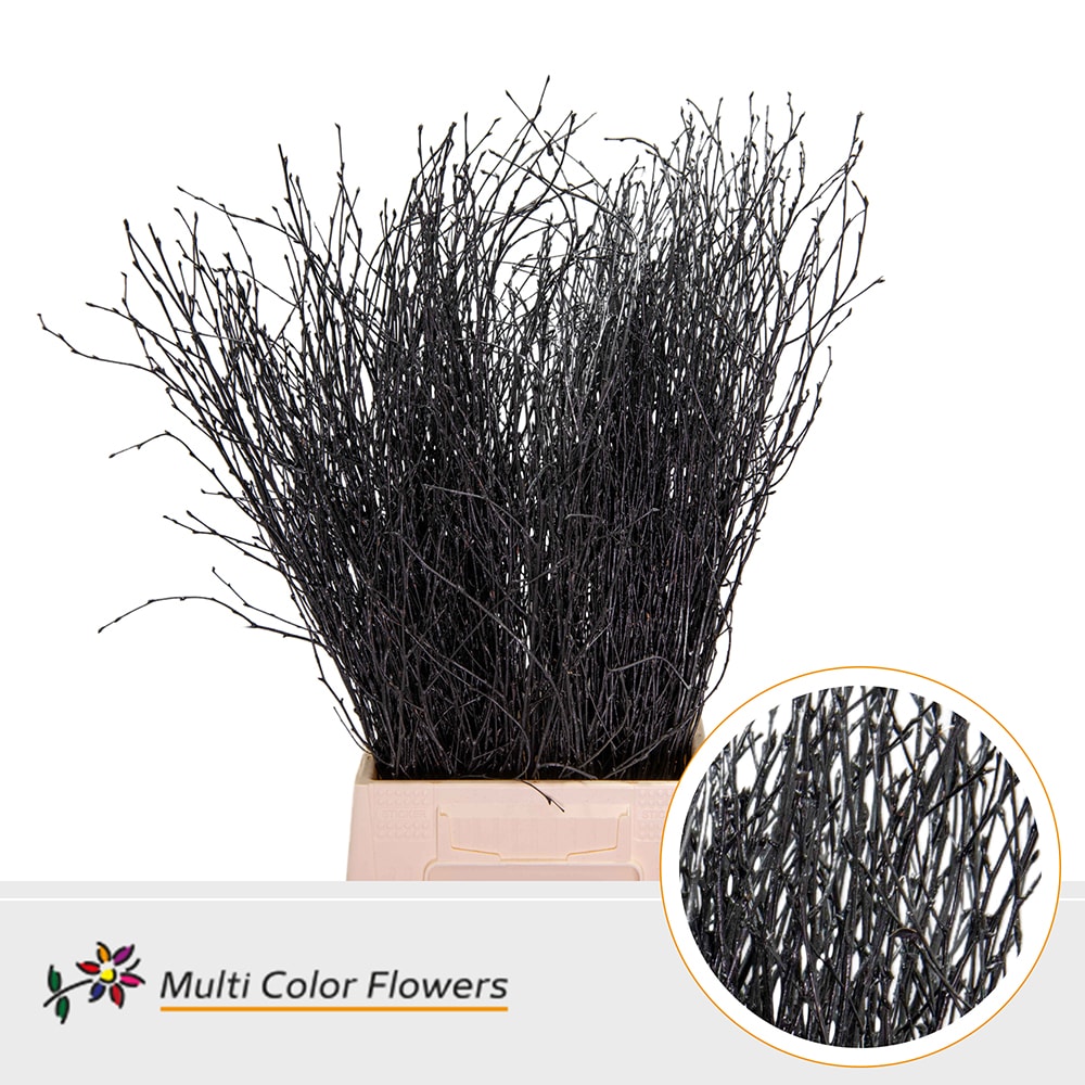 Срезанные цветы оптом Betula paint black от 100шт из Голландии с доставкой по России