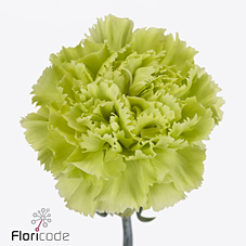 Срезанные цветы оптом Dianthus st green marty от 80шт из Голландии с доставкой по России