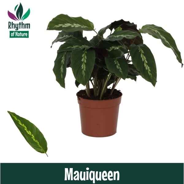 Горшечные цветы и растения оптом Calathea Mauiqueen (rhythm Of Nature) от 10шт из Голландии с доставкой по России