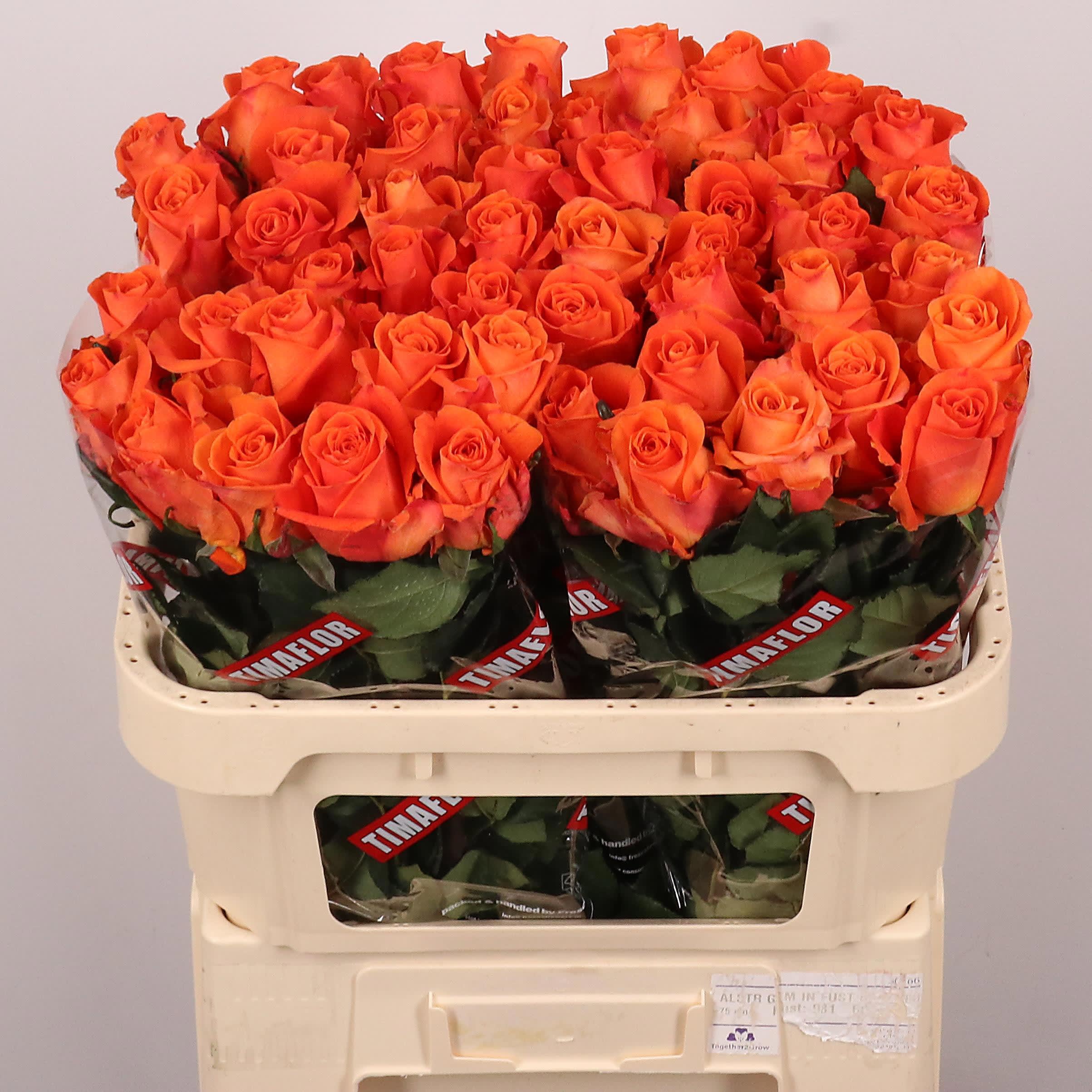Срезанные цветы оптом Rosa large on fire от 50шт. из Голландии с доставкой по России