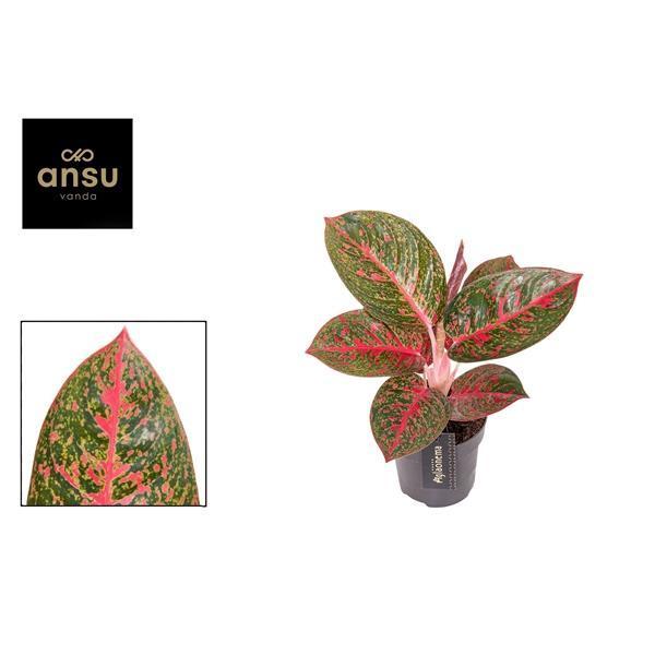 Горшечные цветы и растения оптом Aglaonema Red Sprinkles от 6шт из Голландии с доставкой по России