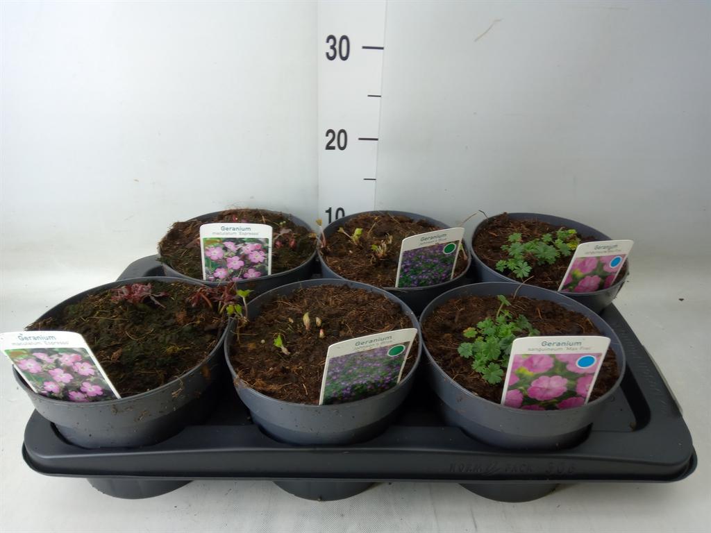 Горшечные цветы и растения оптом Geranium   ... от 6шт из Голландии с доставкой по России