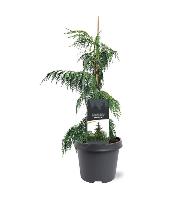 Горшечные цветы и растения оптом Chamaecyparis Nootk Pendula от 1шт из Голландии с доставкой по России