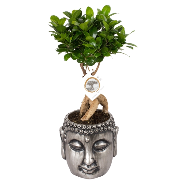 Горшечные цветы и растения оптом Ficus Ginseng In Silver Buddha от 6шт из Голландии с доставкой по России