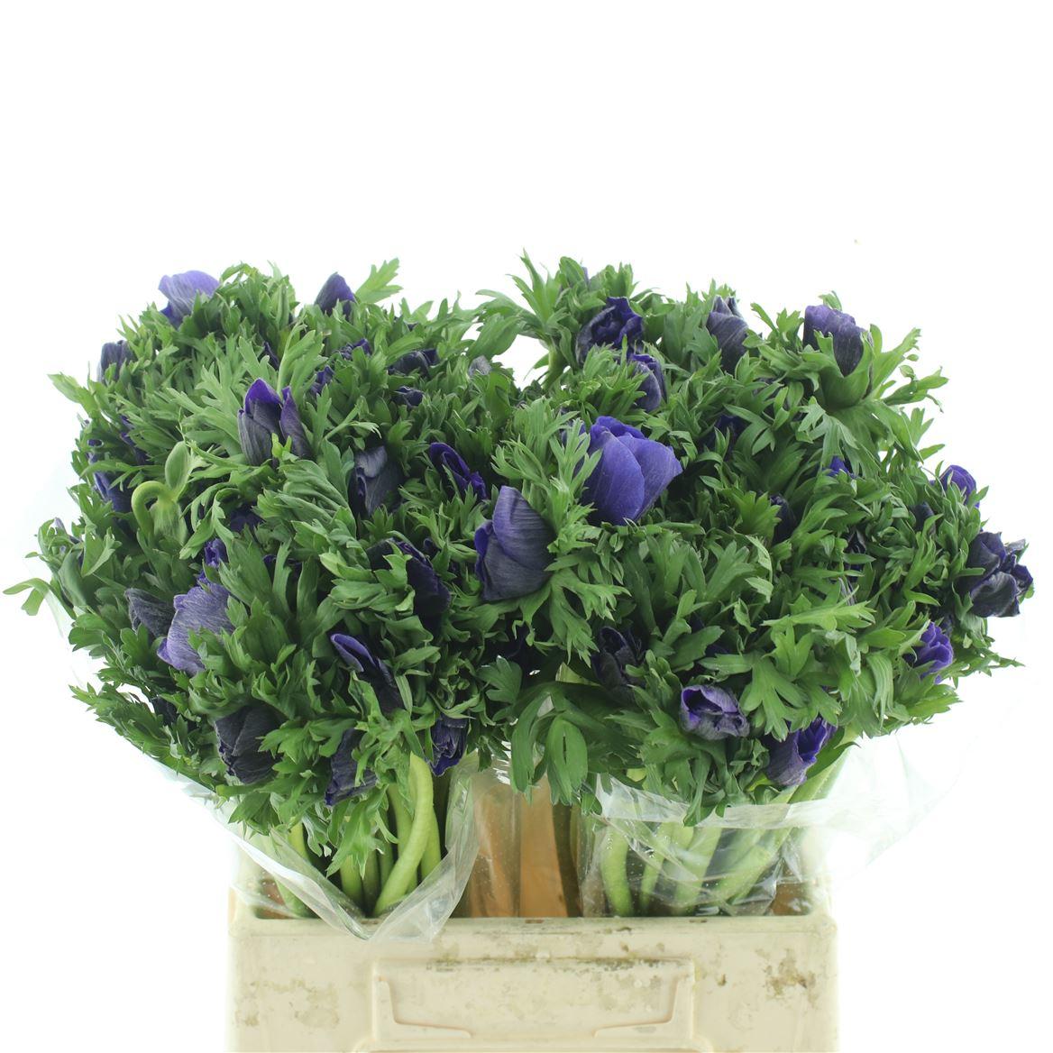 Срезанные цветы оптом Anemone marianne blue от 150шт из Голландии с доставкой по России