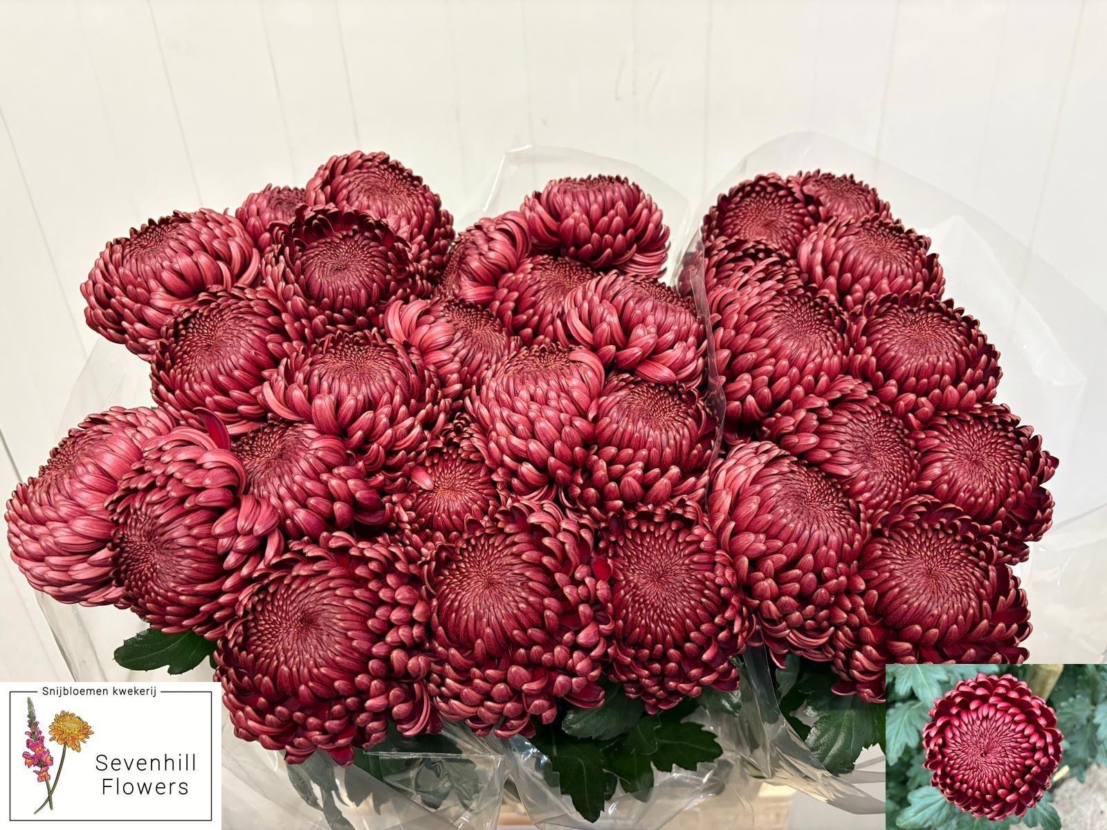 Срезанные цветы оптом Chrys bl bigoudi red от 30шт из Голландии с доставкой по России