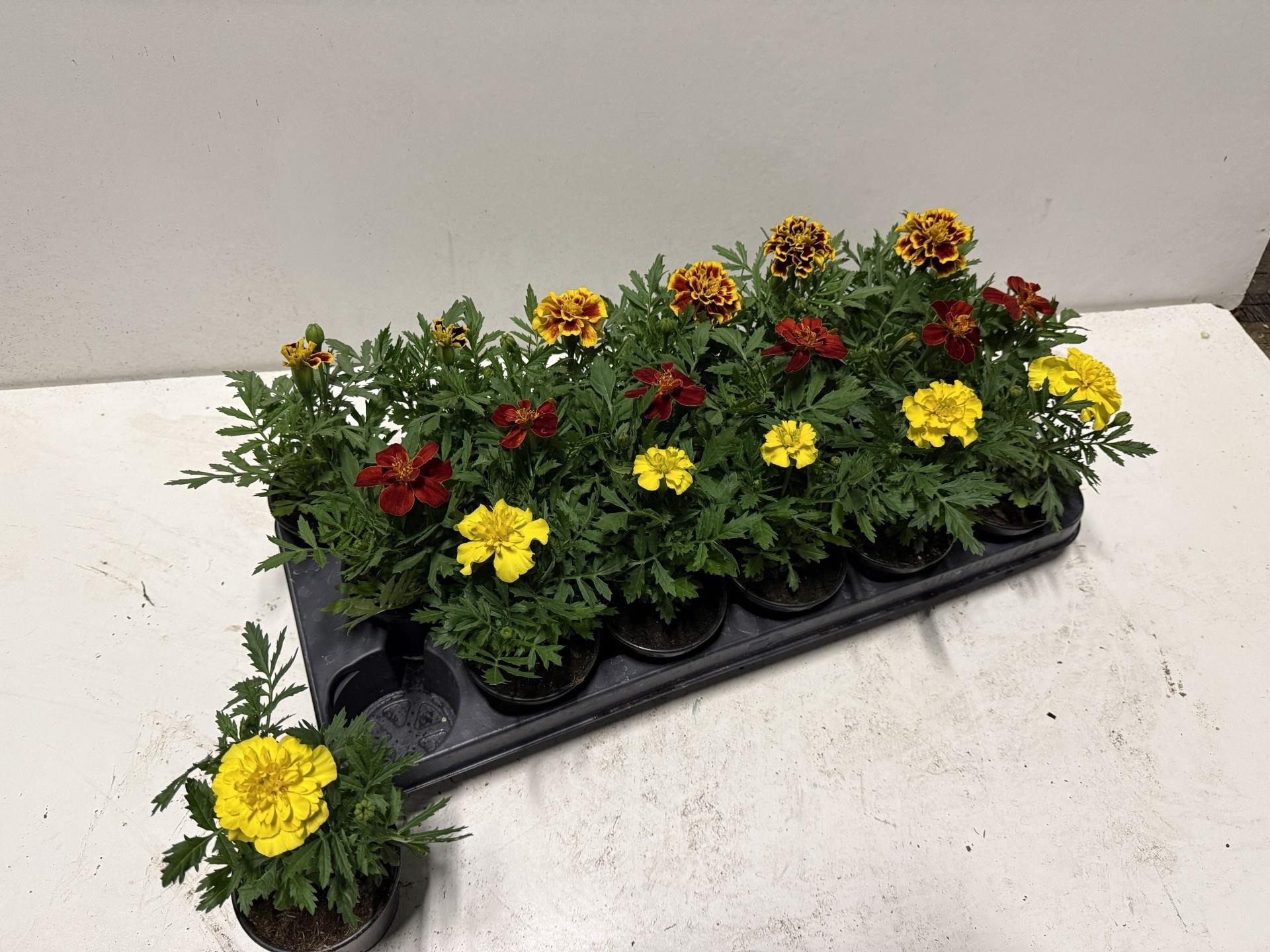 Горшечные цветы и растения оптом Tag Pa Gem от 18шт (для телеги) из Голландии с доставкой по России