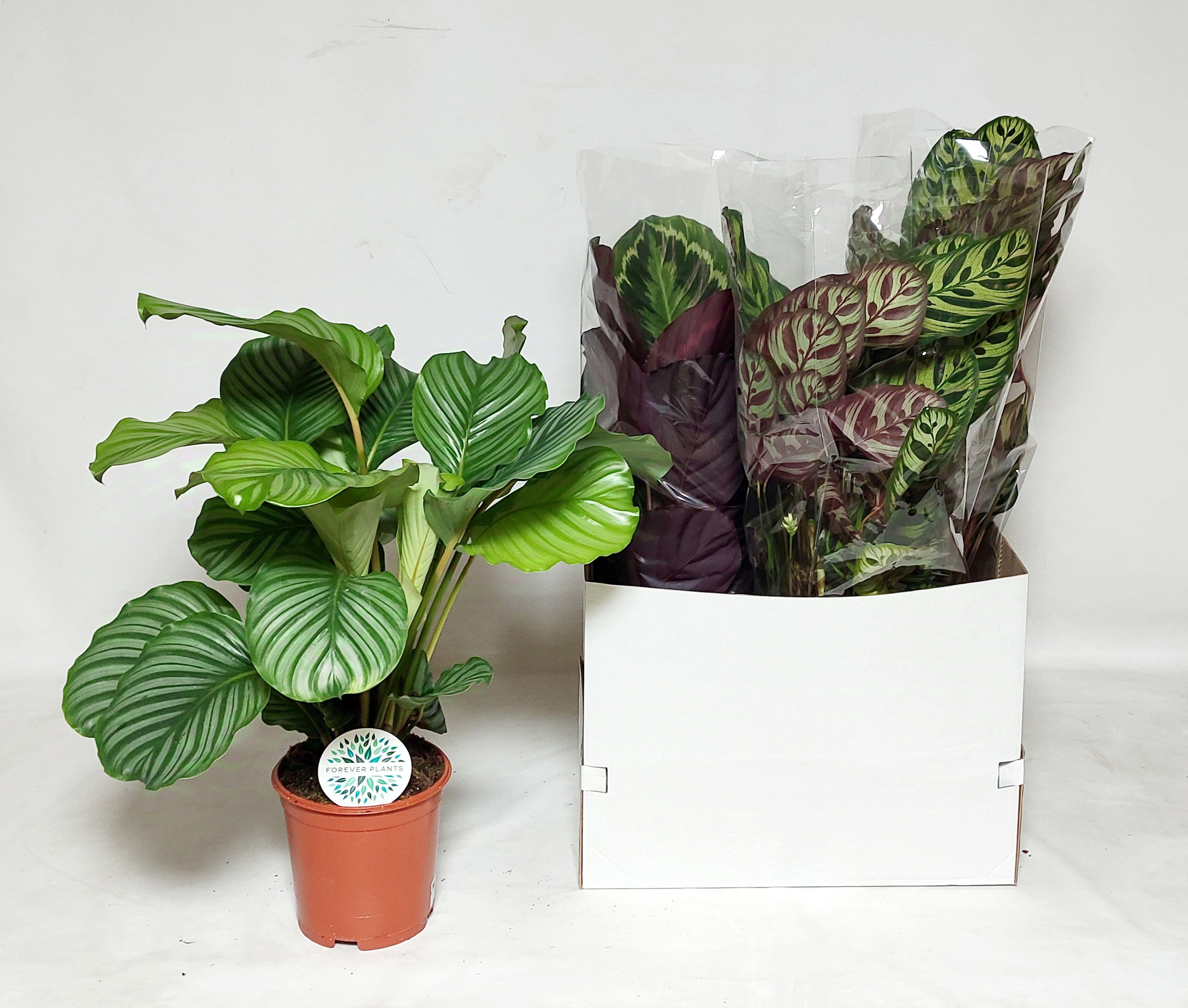 Горшечные цветы и растения оптом Calat Gem от 4шт из Голландии с доставкой по России