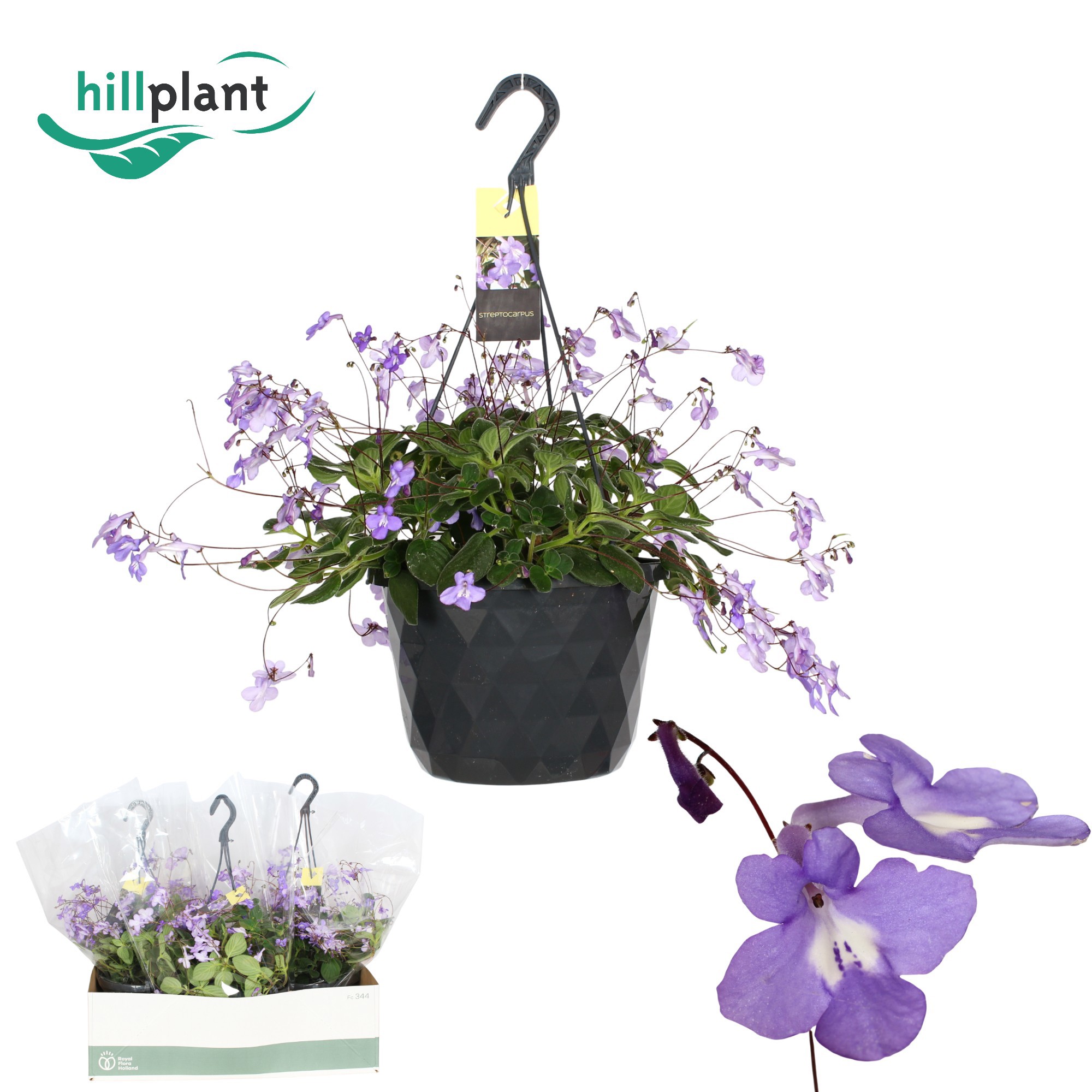Горшечные цветы и растения оптом Streptocarpus Saxorum от 1шт из Голландии с доставкой по России