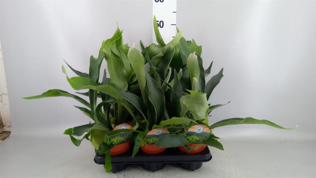 Горшечные цветы и растения оптом Platycerium Bifurcatum от 6шт из Голландии с доставкой по России
