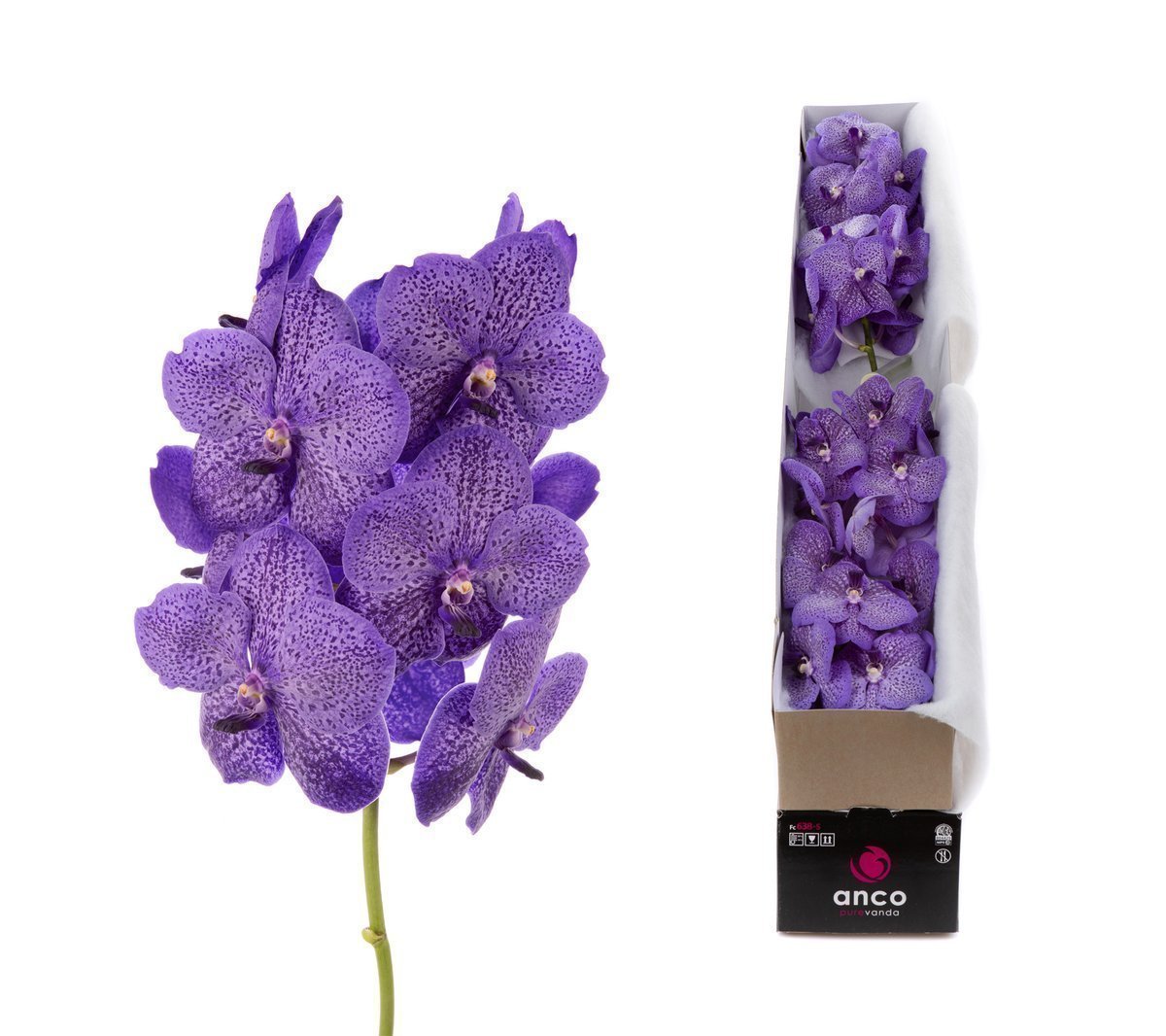 Срезанные цветы оптом Vanda sunanda lavender sprinkles per stem от 8шт. из Голландии с доставкой по России