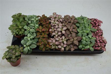 Горшечные цветы и растения оптом Fittonia Mix от 21шт (для телеги) из Голландии с доставкой по России