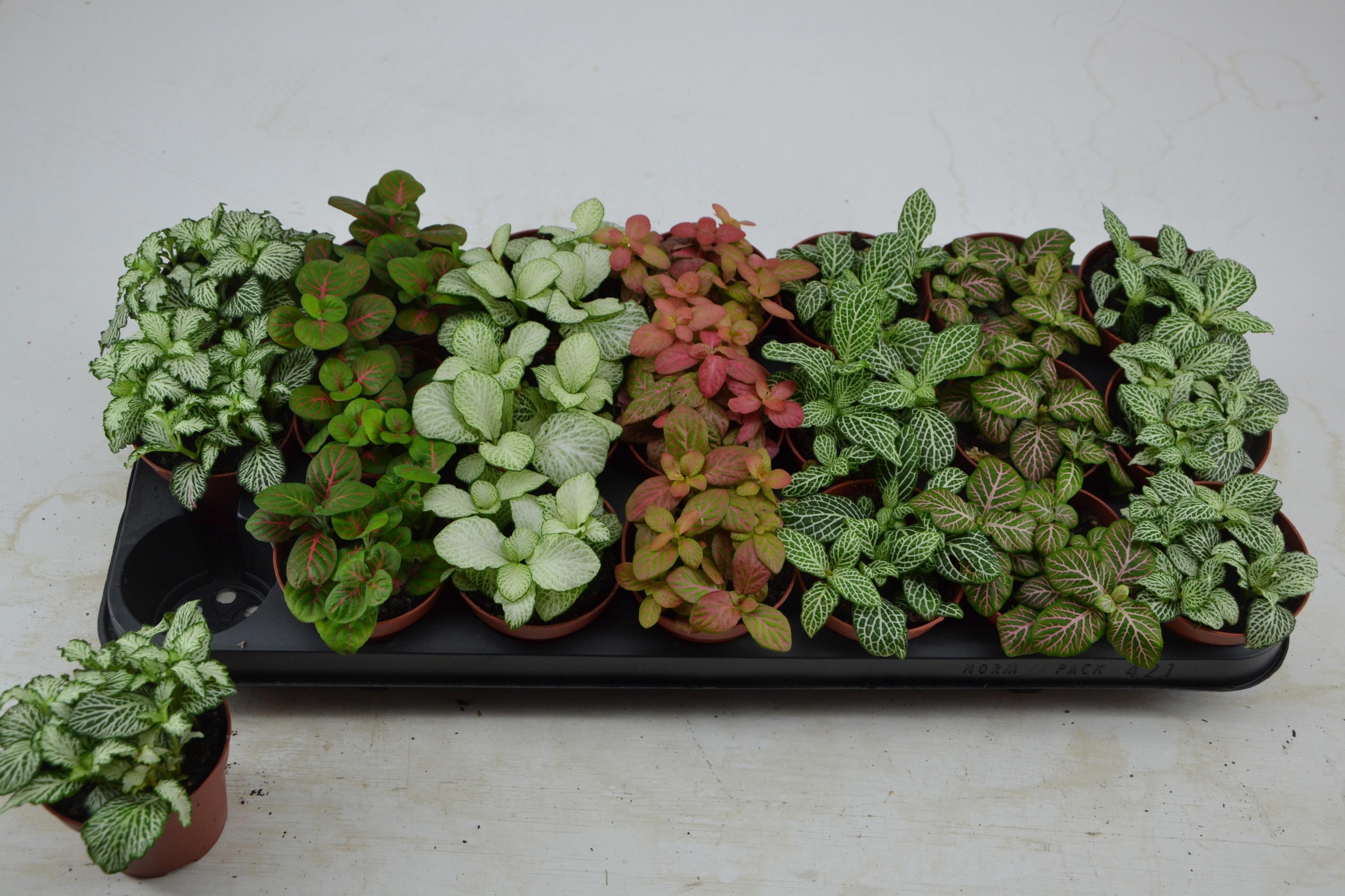 Горшечные цветы и растения оптом Fitt Gem 7 Kl от 21шт (для телеги) из Голландии с доставкой по России