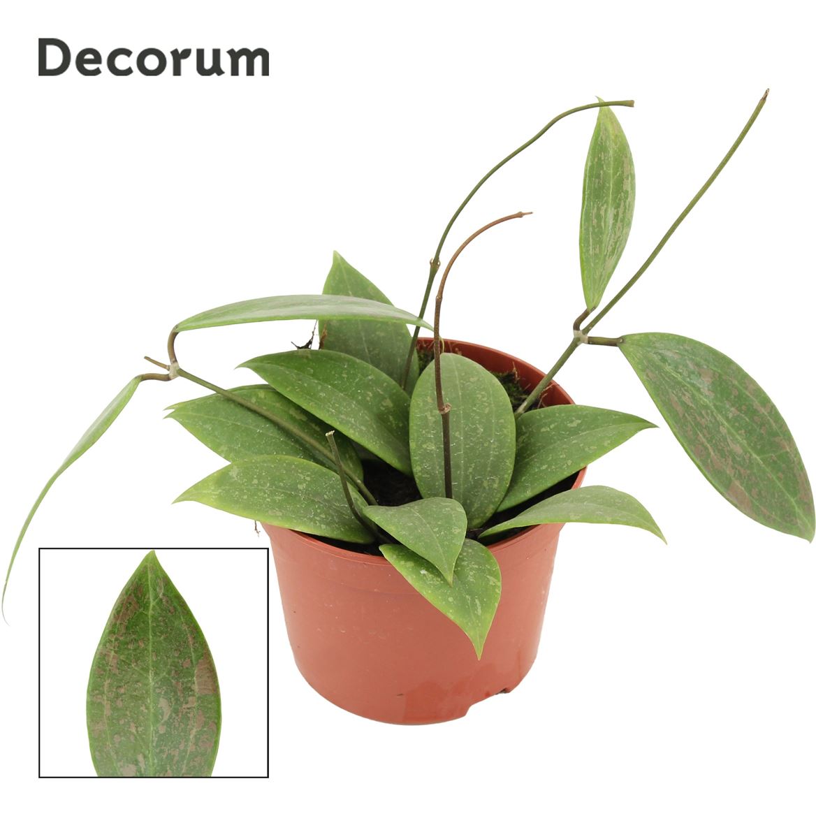 Горшечные цветы и растения оптом Hoya Latifolia Rangsan от 10шт из Голландии с доставкой по России