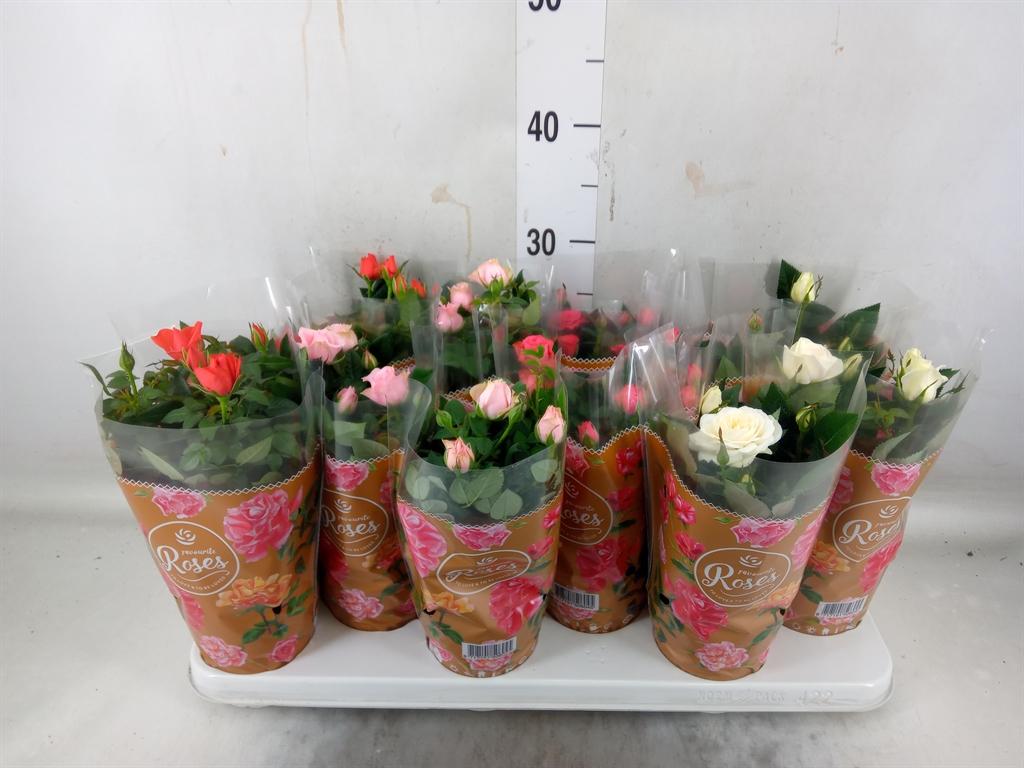 Горшечные цветы и растения оптом Rosa Favorit Mix от 12шт из Голландии с доставкой по России