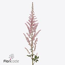 Срезанные цветы оптом Astilbe glitter and glamour от 80шт из Голландии с доставкой по России